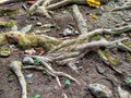 the woody texture of plant roots coming out of the ground