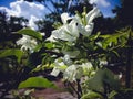 Woody Vine Or Shrub White Flowering Plant Of Great Bougainvillea Or Bougainvillea Spectabilis Royalty Free Stock Photo