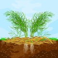 Mulch gardening concept with dill, mulch,soil and sky. Mulching of plants, vegetables and soil protection.