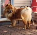 Wookie Woo Repa our Chow Chow Royalty Free Stock Photo