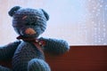 Wool Bear Rain Drops Window Royalty Free Stock Photo