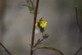 Wool carder bee