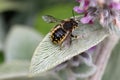 Wool carder bee male on lambs ear leaf