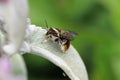 Wool carder bee male on lambs ear leaf