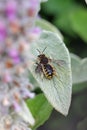 Wool carder bee male on lambs ear leaf