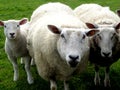 wool family Royalty Free Stock Photo