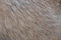 wool or fur background Royalty Free Stock Photo