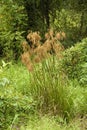 Wool Grass - Scirpus cyperinus in Wet Area of Morgan County Alabama Royalty Free Stock Photo