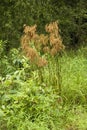 Wool Grass - Scirpus cyperinus in Wet Area of Morgan County Alabama Royalty Free Stock Photo