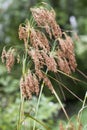 Wool Grass Seeds - Scirpus cyperinus - Growing in Swamp Morgan County Alabama