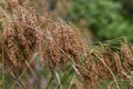 Wool Grass Seeds - Scirpus cyperinus - Growing in Swamp Morgan County Alabama