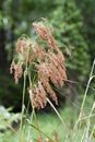 Wool Grass Seeds - Scirpus cyperinus - Growing in Swamp Morgan County Alabama