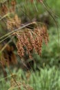 Wool Grass Seeds - Scirpus cyperinus - Growing in Swamp Morgan County Alabama