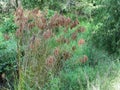 Wool Grass Seeds - Scirpus cyperinus - Growing in Swamp Morgan County Alabama