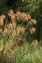 Wool Grass Seeds - Scirpus cyperinus - Growing in Swamp Morgan County Alabama