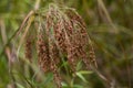 Wool Grass Seeds - Scirpus cyperinus - Growing in Swamp Morgan County Alabama