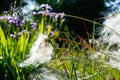 Wool grass with white pompom in the wind, close up