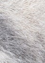 Wool of a gray cat as an abstract background.