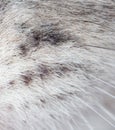 Wool of a gray cat as an abstract background