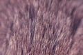 Wool of a gray cat with black fur, close-up macro photo