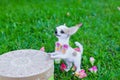 Wool Miniature of Chihuahua dog Royalty Free Stock Photo