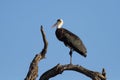 Wool neck stork sitting and grooming himself on a dry branch Royalty Free Stock Photo