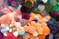 wool ponpon soft and colorful Royalty Free Stock Photo