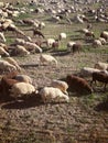 Wool production. The inside the flock of sheep, seen from above. Spanish field. Ruminant.