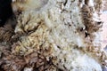 Wool sheared Royalty Free Stock Photo
