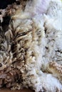 Wool sheared Royalty Free Stock Photo