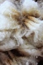 Wool sheared Royalty Free Stock Photo