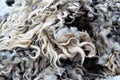 Wool sheared Royalty Free Stock Photo