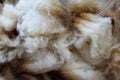 Wool sheared Royalty Free Stock Photo