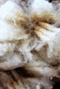 Wool sheared Royalty Free Stock Photo