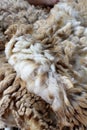 Wool sheared Royalty Free Stock Photo