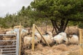 Wool sheep behind fence. Farming and agriculture industry. West of Ireland Royalty Free Stock Photo