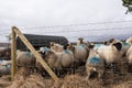 Wool sheep behind fence. Farming and agriculture industry. West of Ireland Royalty Free Stock Photo