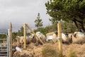 Wool sheep behind fence. Farming and agriculture industry. West of Ireland Royalty Free Stock Photo