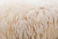Wool sheep closeup Royalty Free Stock Photo