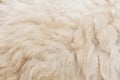 Wool sheep closeup Royalty Free Stock Photo