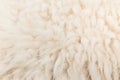 Wool sheep closeup Royalty Free Stock Photo