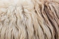 Wool sheep closeup Royalty Free Stock Photo