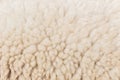 Wool sheep closeup