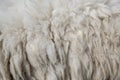 Raw wool background. Also softness, warmness concept