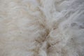 Wool sheep closeup for background