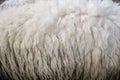 Wool sheep closeup for background ,Raw wool background. Also softness, warmness concept Royalty Free Stock Photo