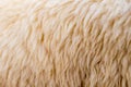 Wool sheep closeup for background Royalty Free Stock Photo