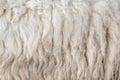 Wool sheep closeup for background Royalty Free Stock Photo