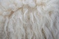 Wool sheep closeup for background Royalty Free Stock Photo