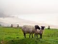Wool sheep on green grass, ocean and beach in a mist. Stunning nature scenery of Keem bay and beach, county Mayo, Ireland. Popular Royalty Free Stock Photo
